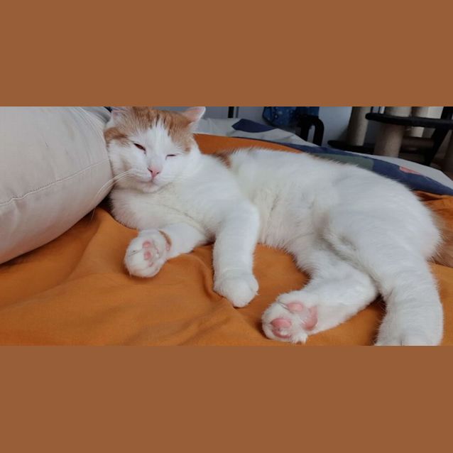 Photo of Gingerbread