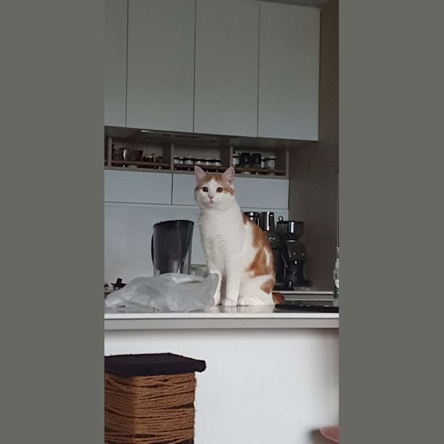 Photo of Gingerbread