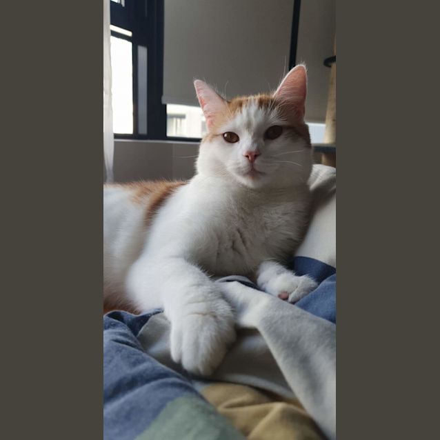 Photo of Gingerbread