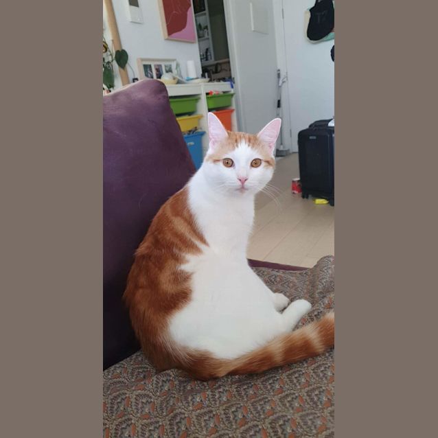 Photo of Gingerbread