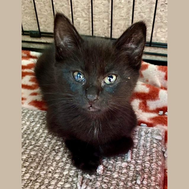 Photo of Wren
