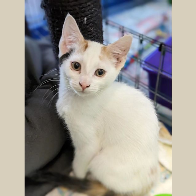 Photo of Harlow