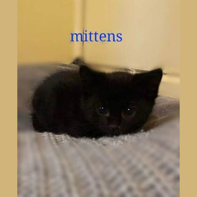 Photo of Mittens