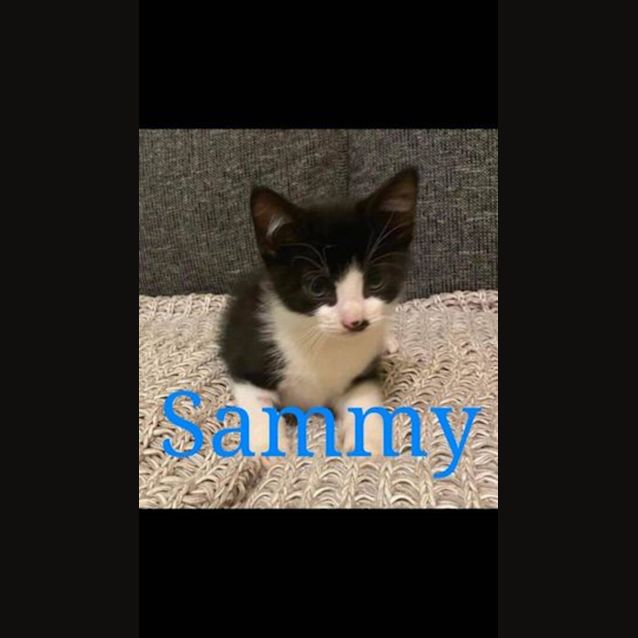 Photo of Sammy