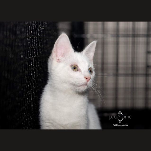 Photo of Aspen