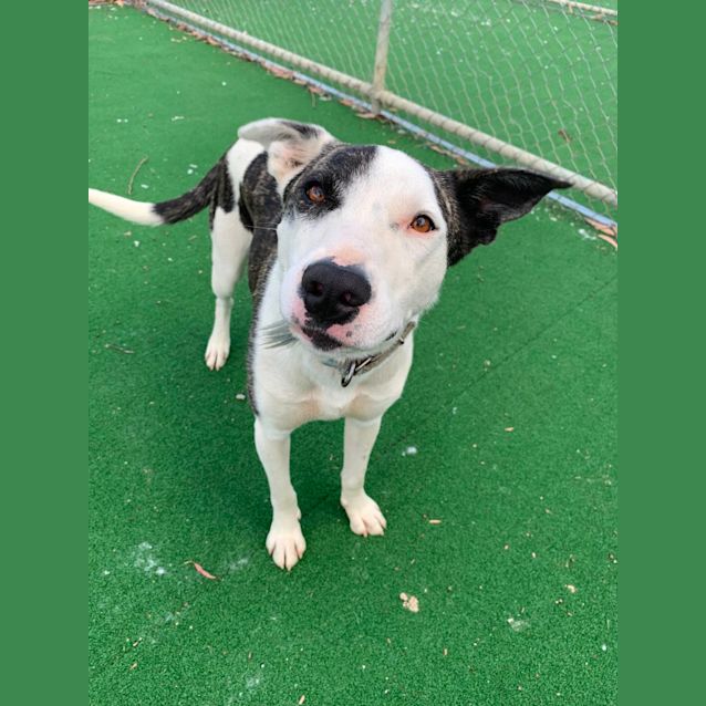 Photo of Patch