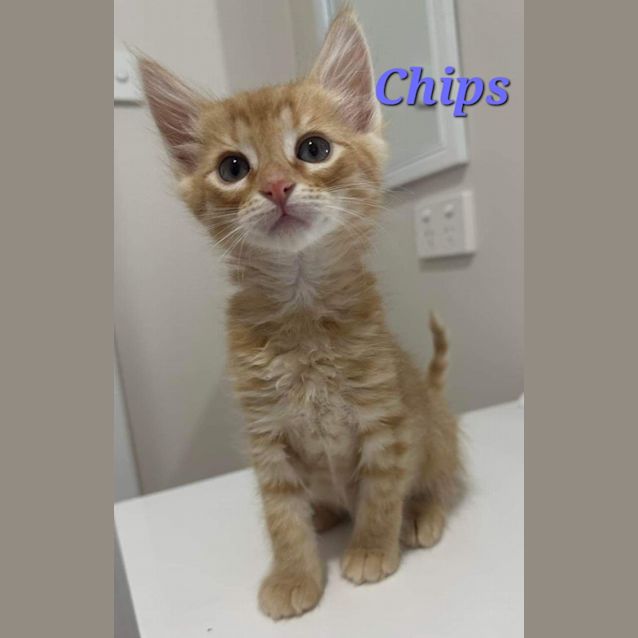 Photo of Chips