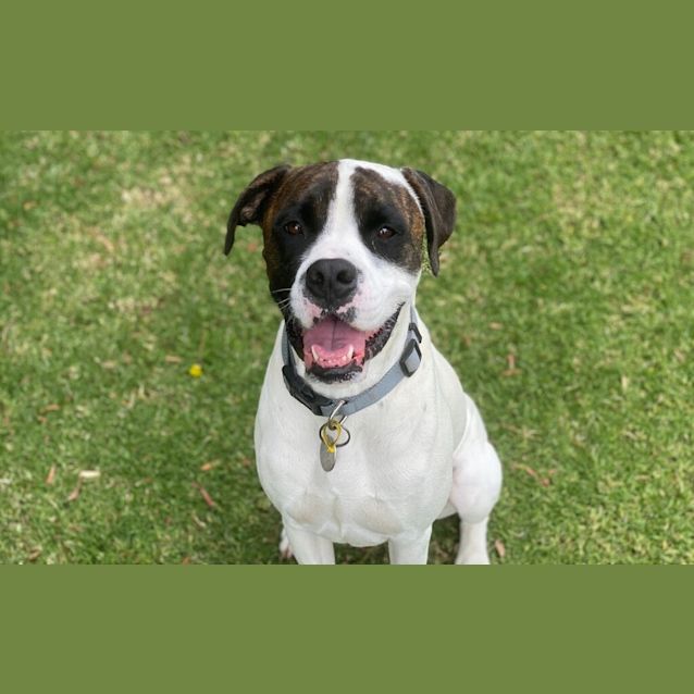 Photo of Bosco