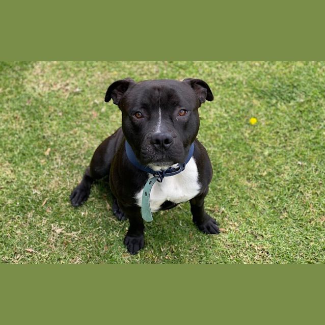 Photo of Cruiser