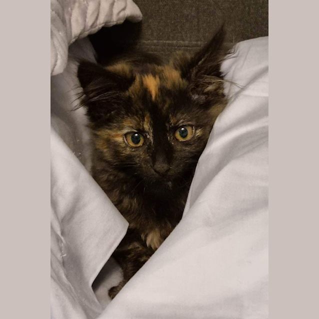 Photo of Wasabi