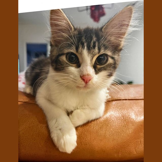 Photo of Pablo   Located In Eltham