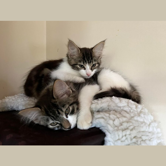 Photo of Pete   Located In Eltham