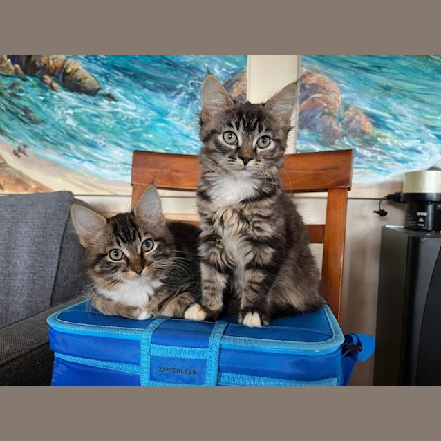 Photo of Pepper   Located In Eltham
