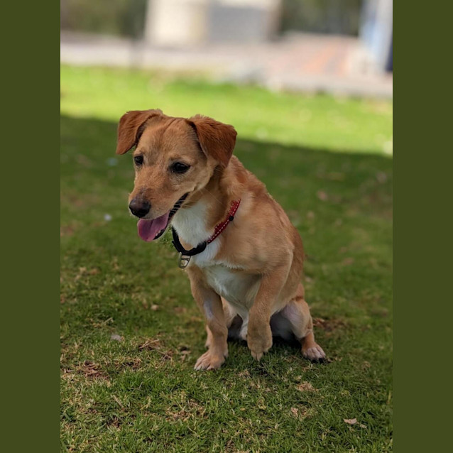 Photo of Coco (Renamed Papa C)