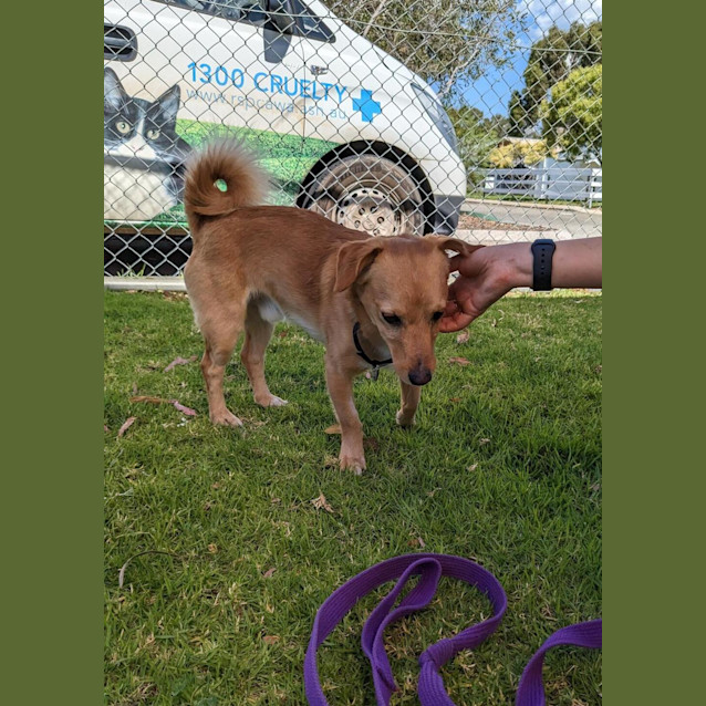 Photo of Coco (Renamed Papa C)