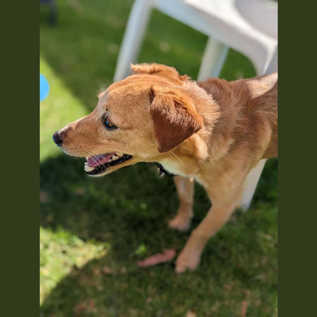 Photo of Coco (Renamed Papa C)