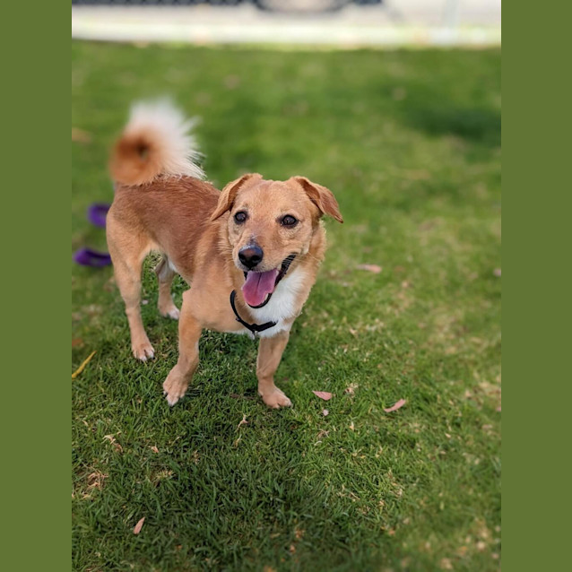 Photo of Coco (Renamed Papa C)