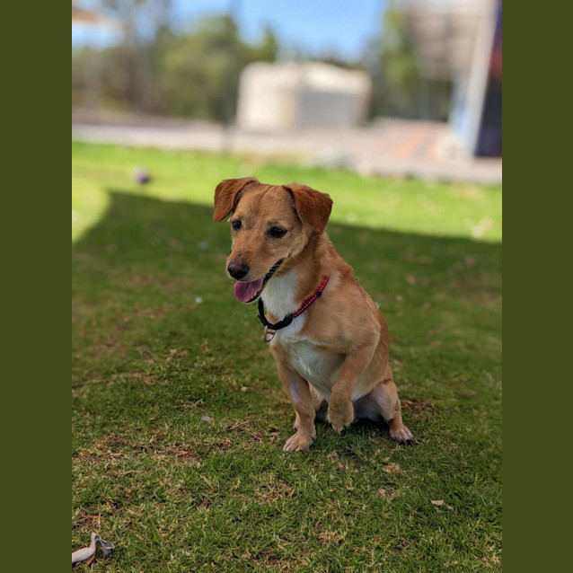 Photo of Coco (Renamed Papa C)