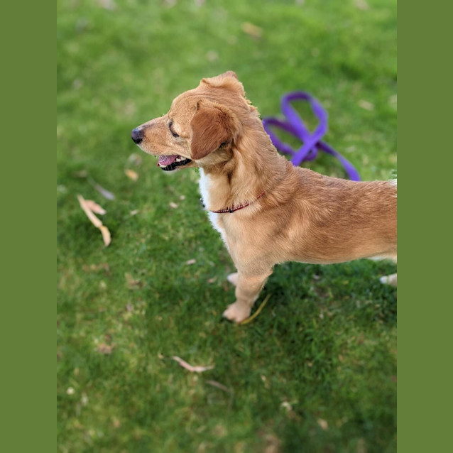 Photo of Coco (Renamed Papa C)