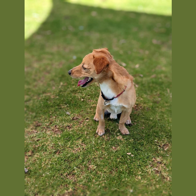 Photo of Coco (Renamed Papa C)
