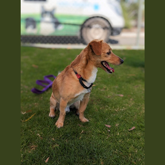 Photo of Coco (Renamed Papa C)