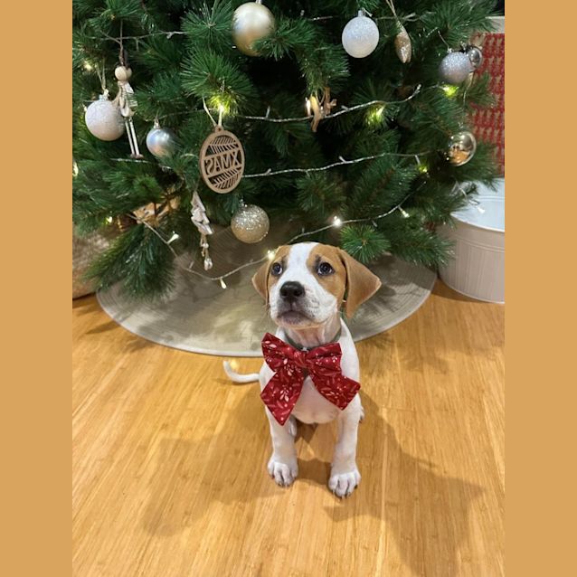 Photo of Rudolph