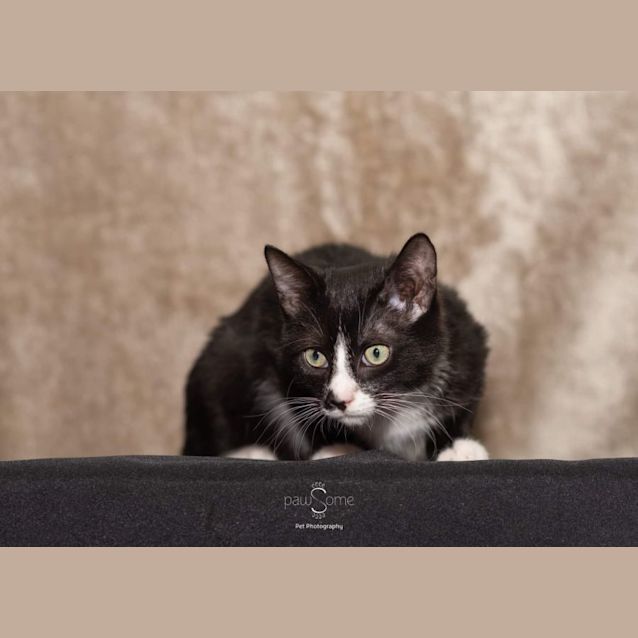 Photo of Snickers **2nd Chance Cat Rescue**