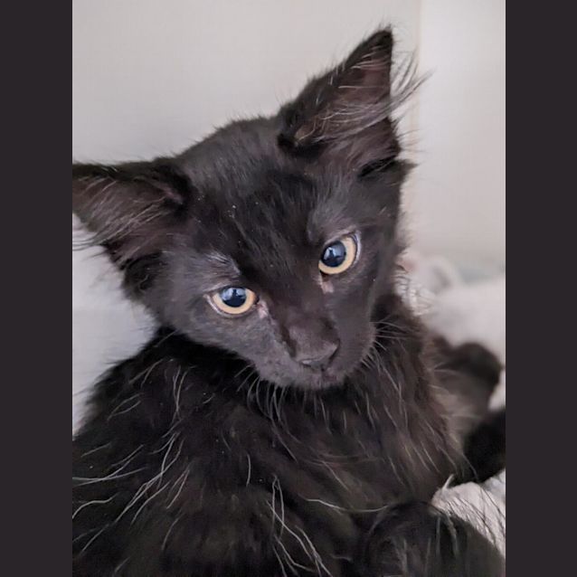 Photo of Sammy Whiskers