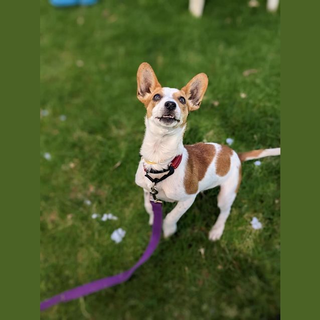 Photo of Little Coco
