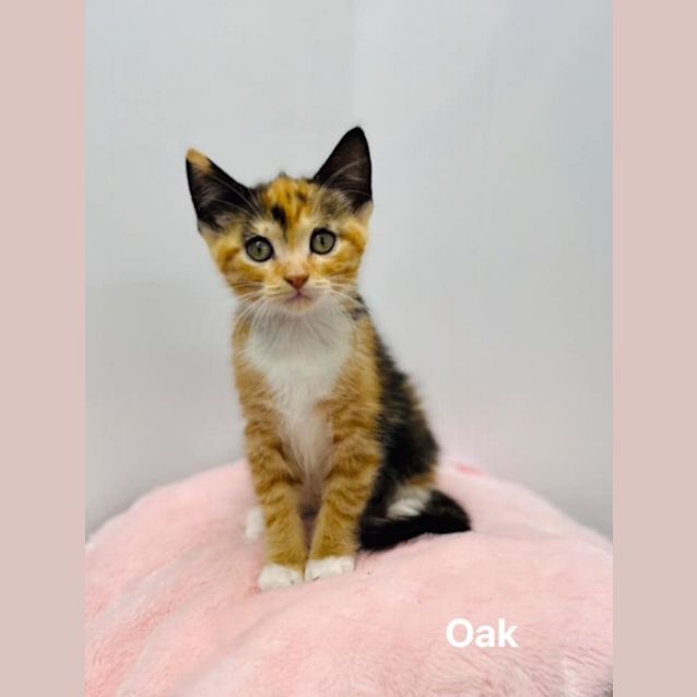 Photo of Oak