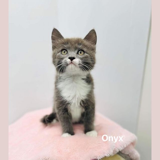 Photo of Onyx