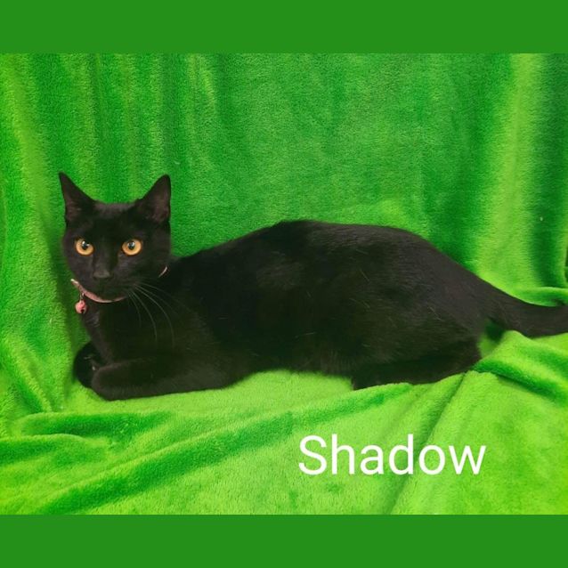 Photo of Shadow
