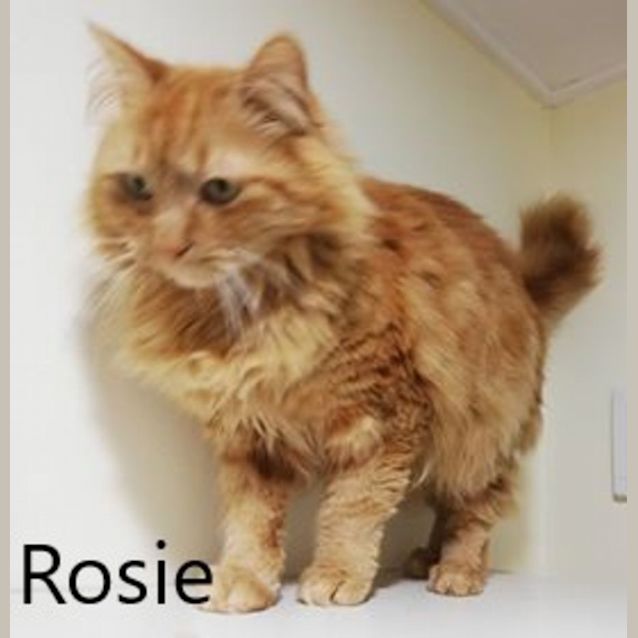 Photo of Rosie