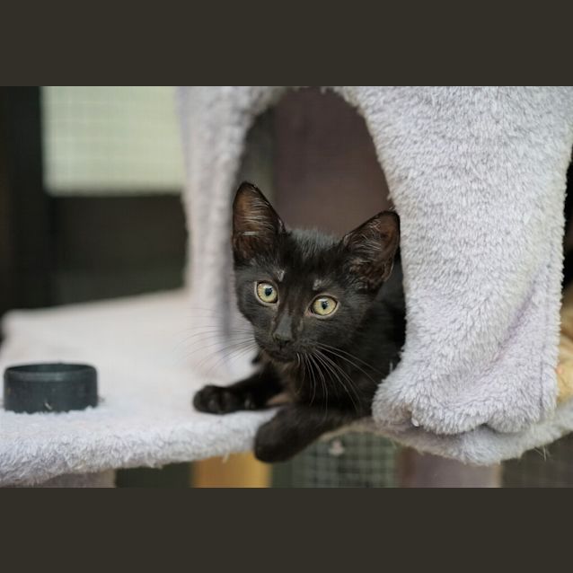 Photo of Echo