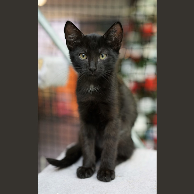 Photo of Boo