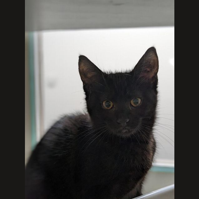 Photo of Whiskers