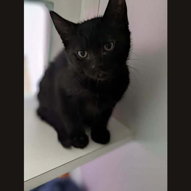 Photo of Rouge