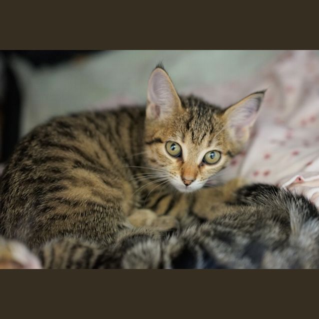 Photo of Daphne
