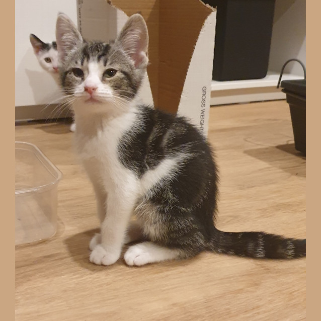 Photo of Neko Speck