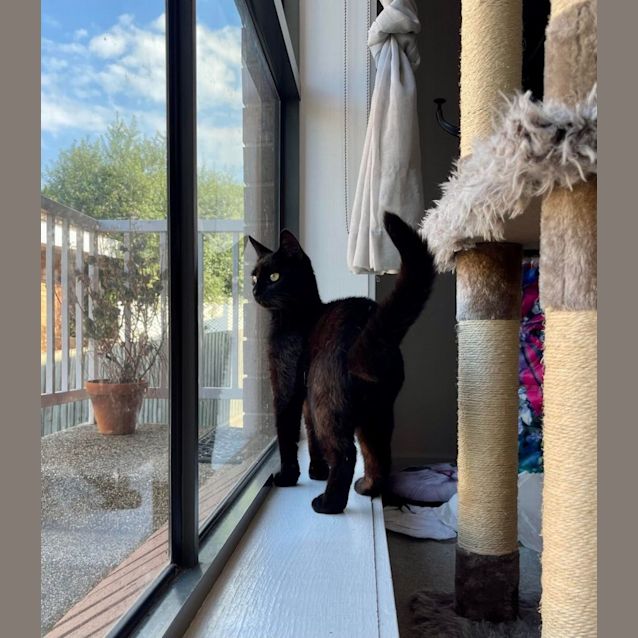 Photo of Douglas   Located In Brunswick West