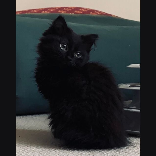 Photo of Puffball   Located In Clifton Hill