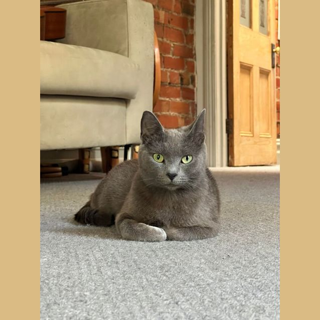 Photo of Chanterelle   Located In Clifton Hill