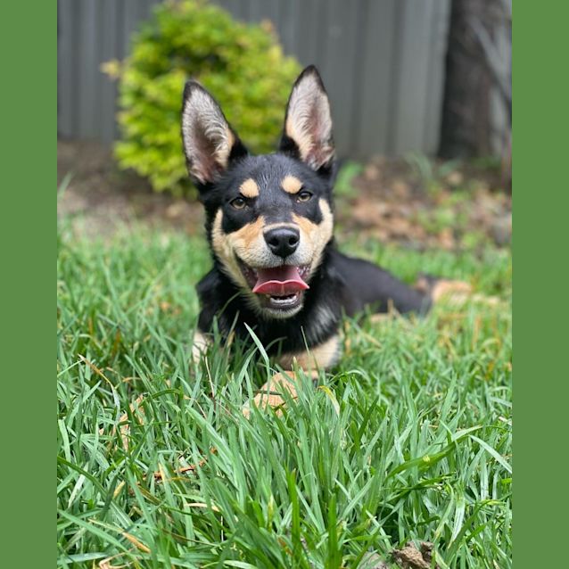 Photo of Tinsel