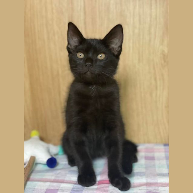 Photo of Ophelia 