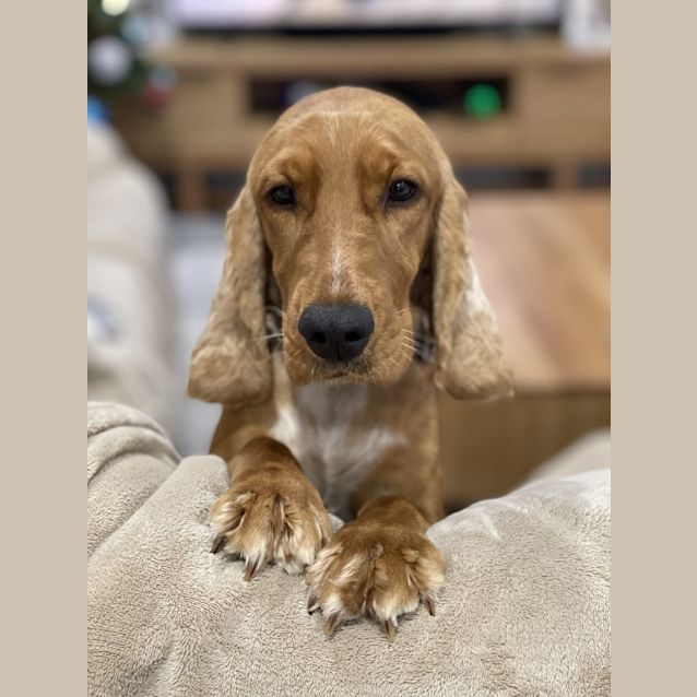 Photo of Poppy