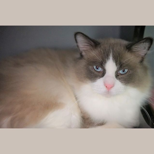 Photo of Milo