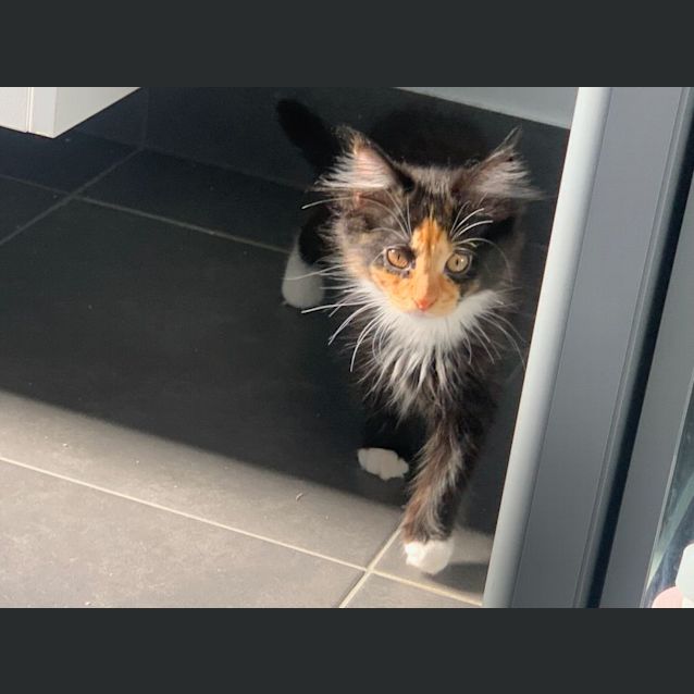 Photo of Myrtle ** 2nd Chance Cat Rescue**