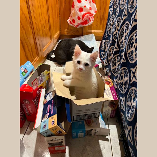 Photo of Bailey **2nd Chance Cat Rescue**