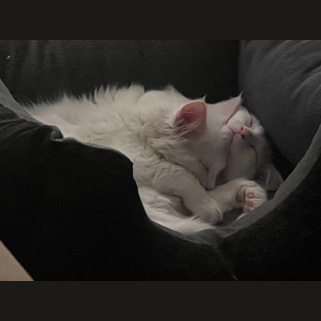 Photo of Bailey **2nd Chance Cat Rescue**