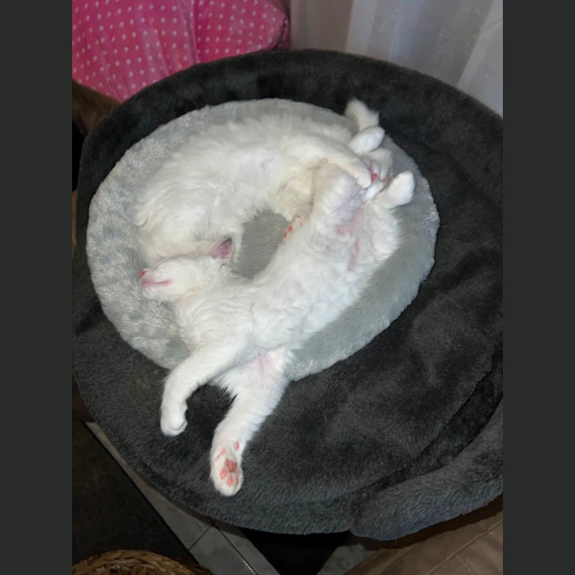 Photo of Bailey **2nd Chance Cat Rescue**